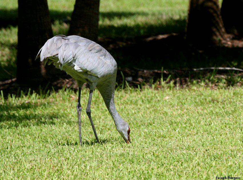 Florida Sandhill Crane